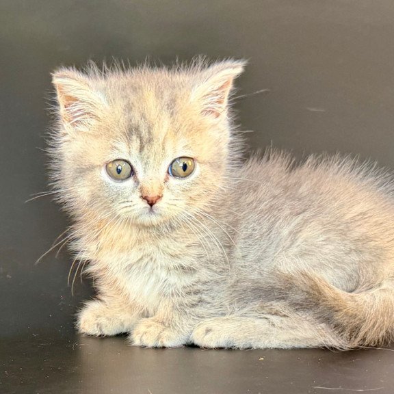 Munchkin Arrow