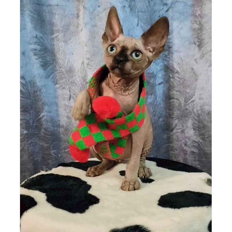 Sphynx Oliver