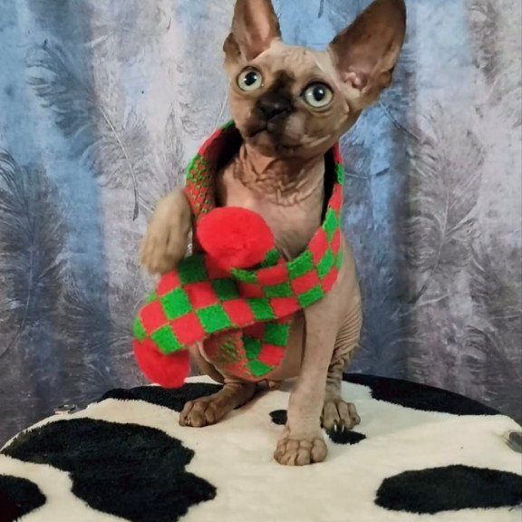 Sphynx Oliver