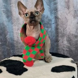 Sphynx Oliver