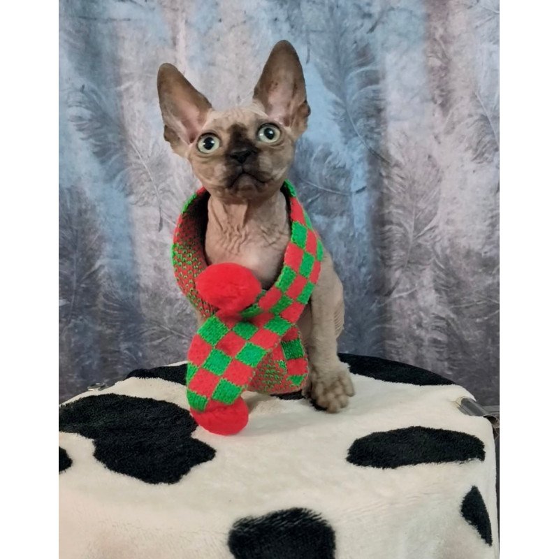 Sphynx Oliver