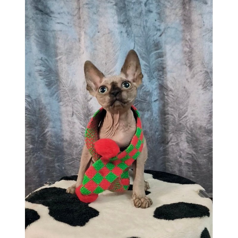 Sphynx Oliver