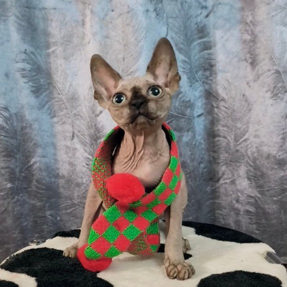 Sphynx Oliver