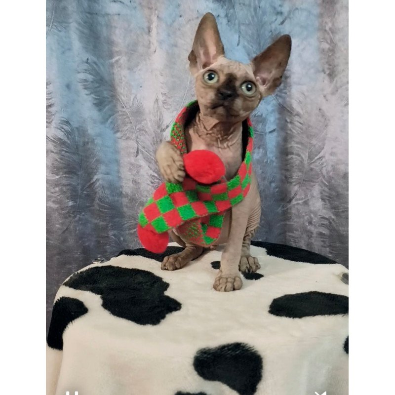 Sphynx Oliver