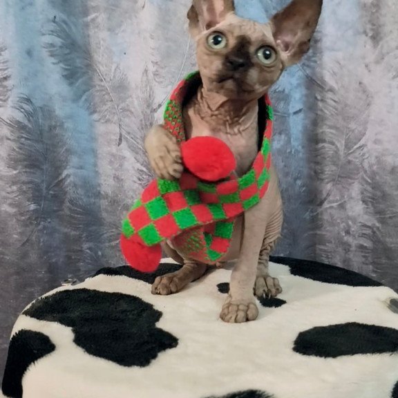 Sphynx Oliver