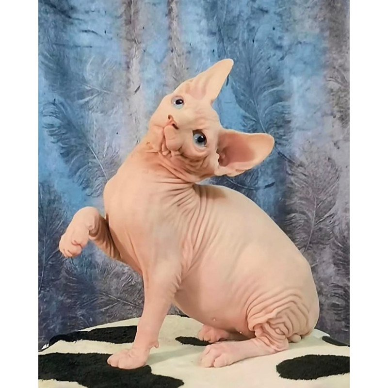Sphynx Casper