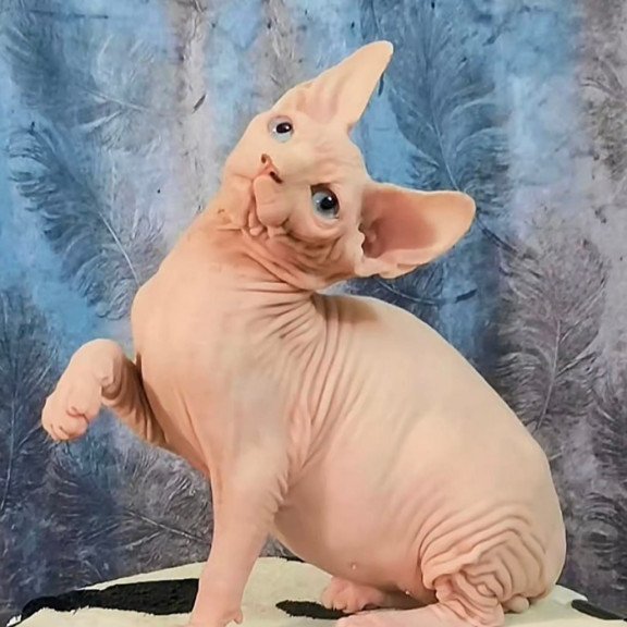 Sphynx Casper