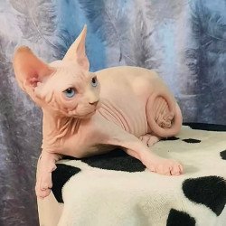 Sphynx Casper