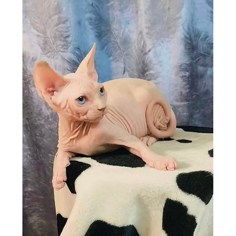 Sphynx Casper