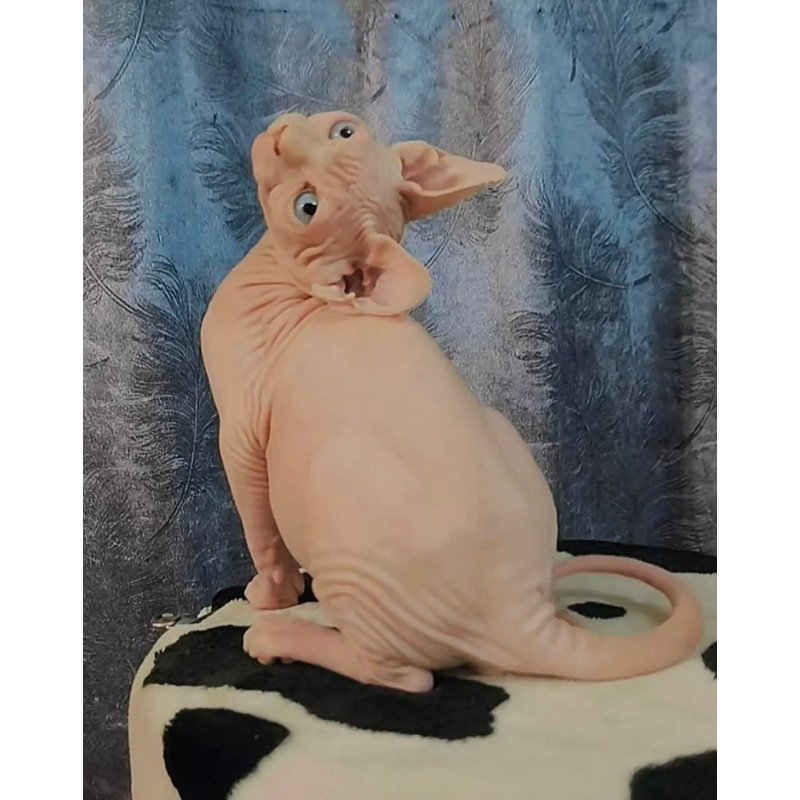 Sphynx Casper