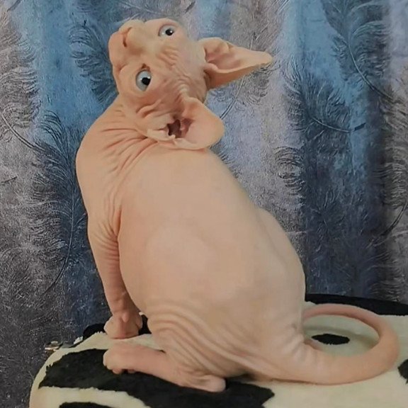 Sphynx Casper