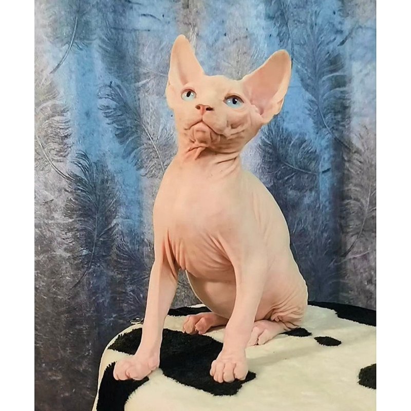 Sphynx Casper