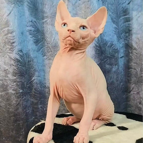 Sphynx Casper