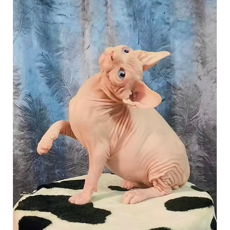 Sphynx Casper