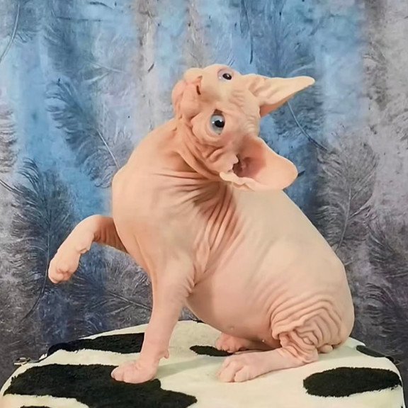 Sphynx Casper