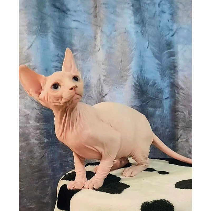 Sphynx Casper