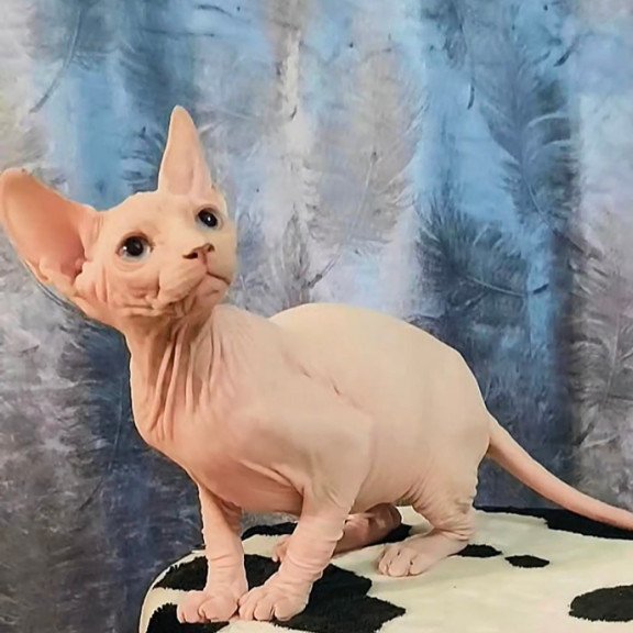 Sphynx Casper