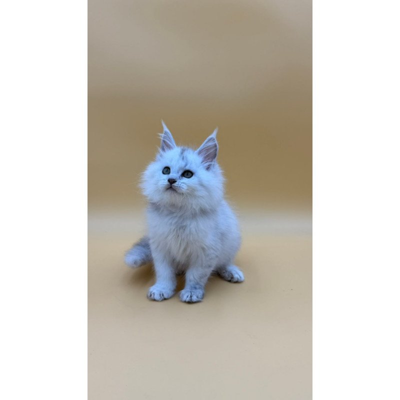 Maine Coon Dimond