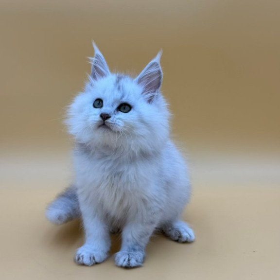 Maine Coon Dimond
