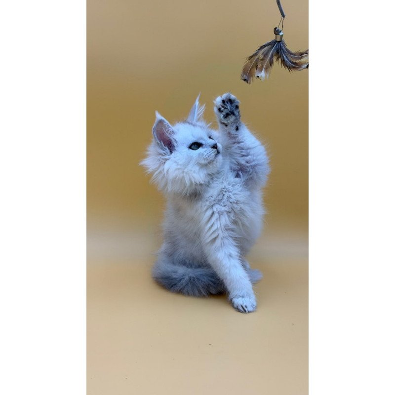Maine Coon Dimond
