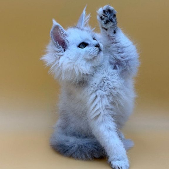 Maine Coon Dimond