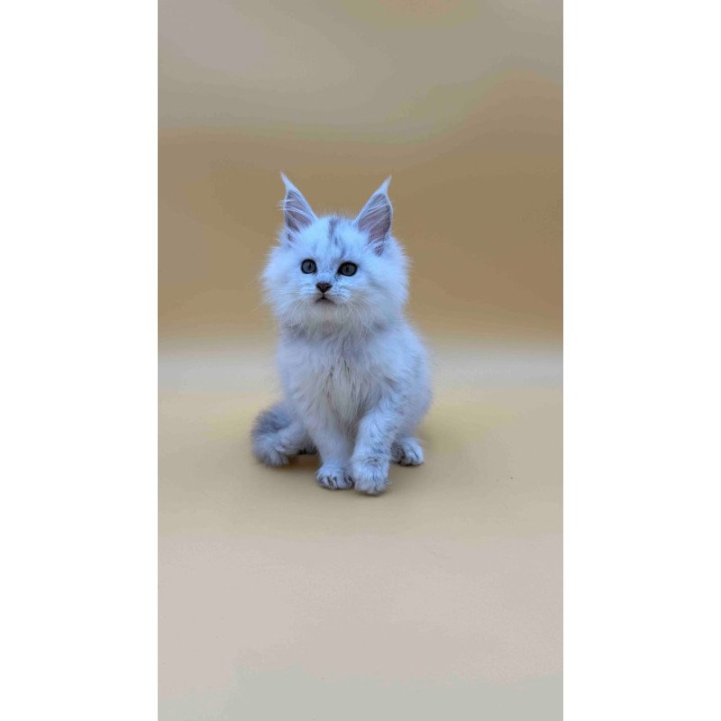 Maine Coon Dimond