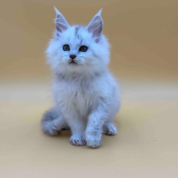 Maine Coon Dimond
