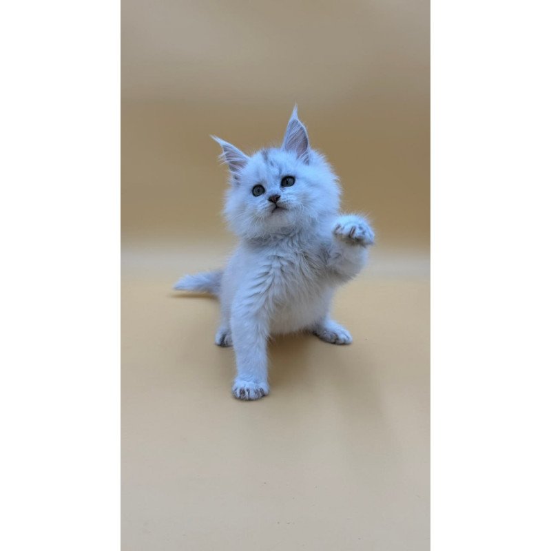 Maine Coon Dimond