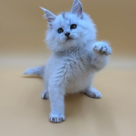 Maine Coon Dimond