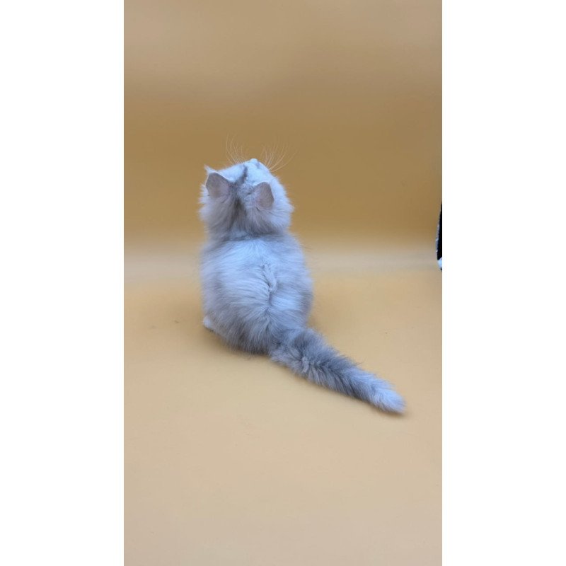 Maine Coon Dimond