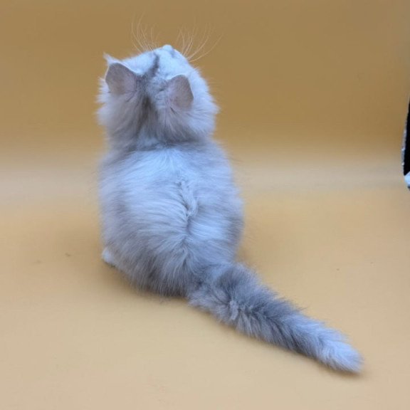 Maine Coon Dimond