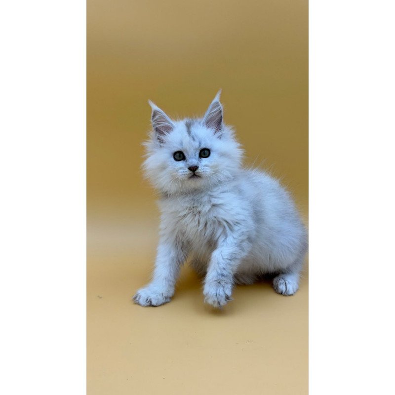 Maine Coon Dimond