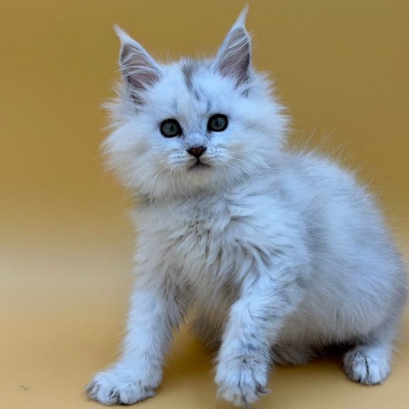 Maine Coon Dimond
