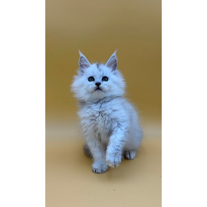 Maine Coon Dimond