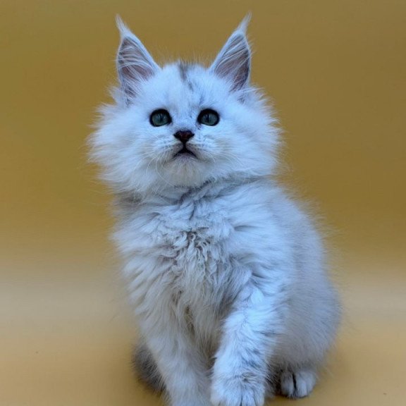 Maine Coon Dimond