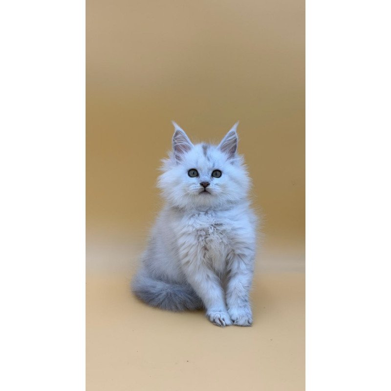 Maine Coon Dimond
