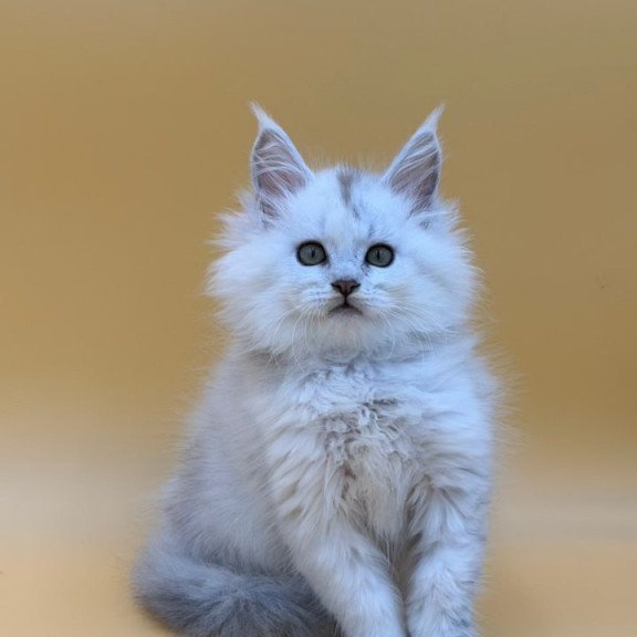 Maine Coon Dimond