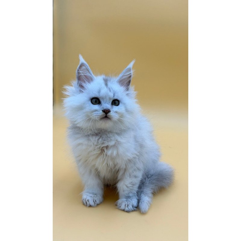 Maine Coon Dimond