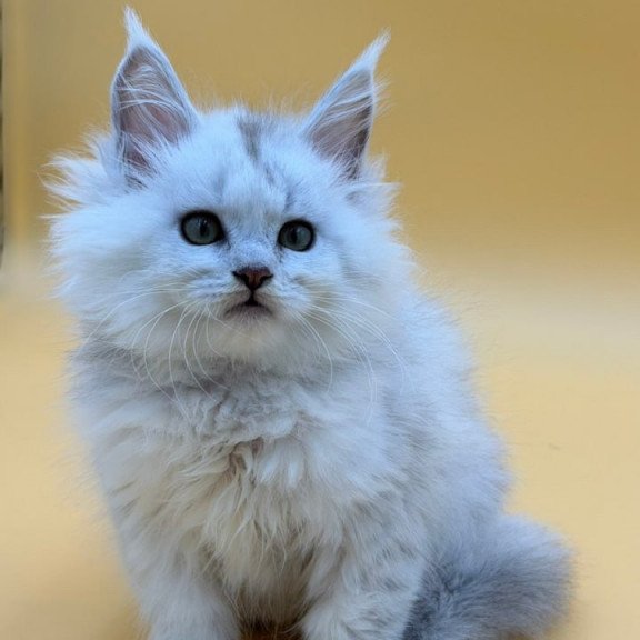 Maine Coon Dimond