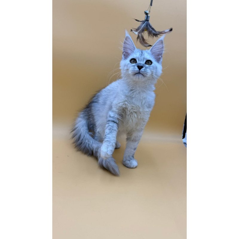 Maine Coon Lindsay
