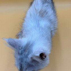 Maine Coon Lindsay