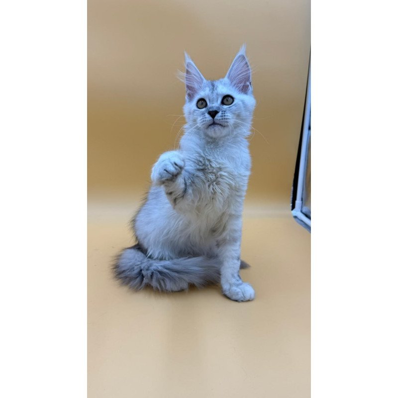 Maine Coon Lindsay