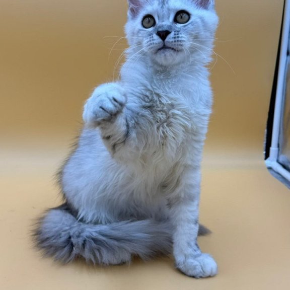 Maine Coon Lindsay