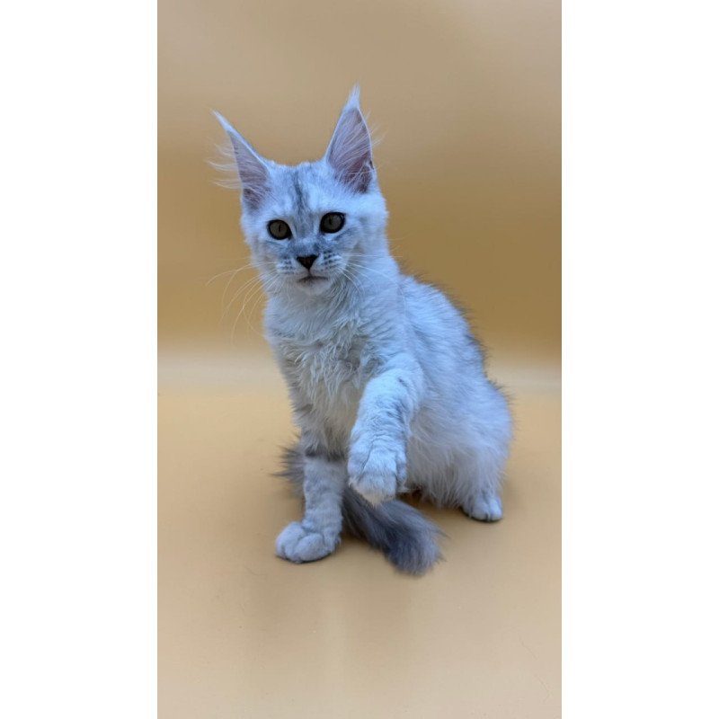 Maine Coon Lindsay