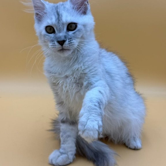 Maine Coon Lindsay