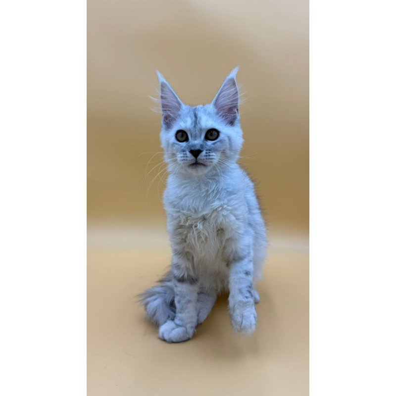Maine Coon Lindsay