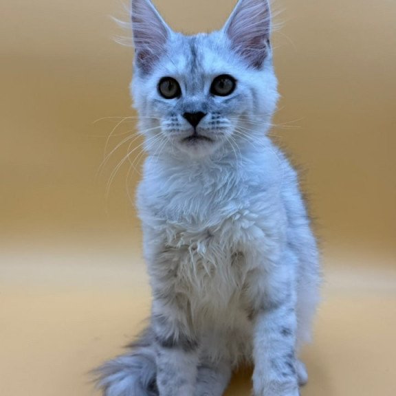 Maine Coon Lindsay