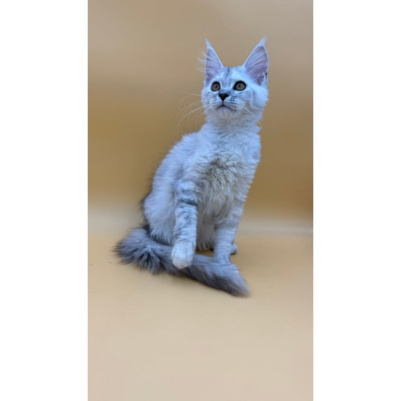 Maine Coon Lindsay