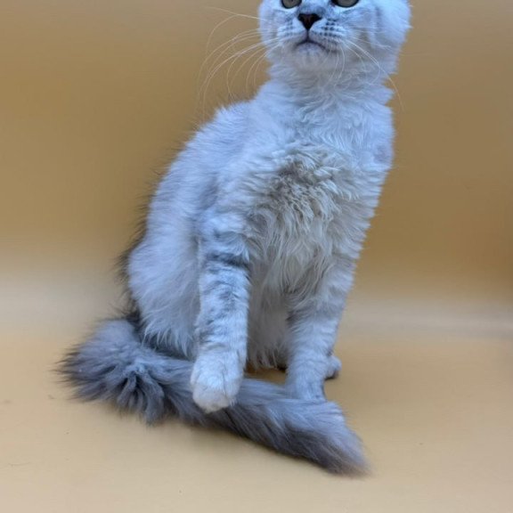 Maine Coon Lindsay
