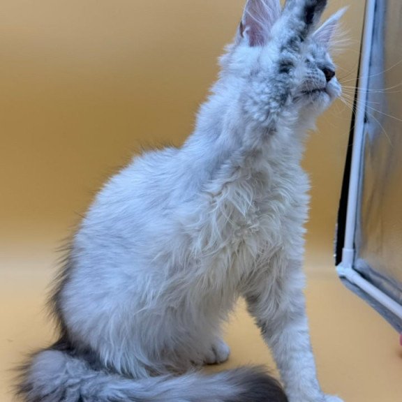 Maine Coon Lindsay
